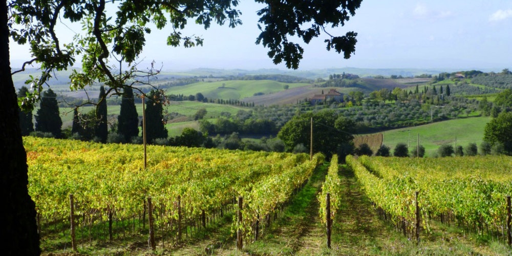 vigneto montalcino