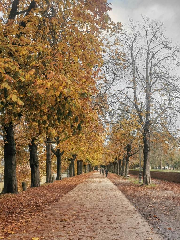 pexels scuderisaro76 16112128